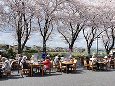 4月 観桜会